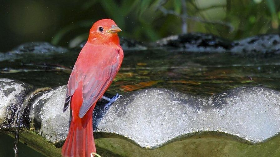 Zomertanagers zijn over het algemeen insecteneters