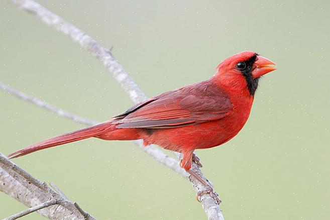 En zowel mannelijke als vrouwelijke vogels hebben een vergelijkbare kleur