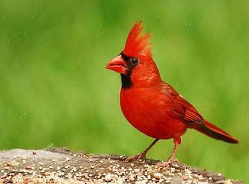 Deze vogels geven de voorkeur aan boomtoppen