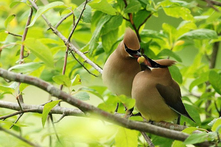 Maar er zijn verschillende andere doelen achter het verkeringgedrag van verschillende vogelsoorten