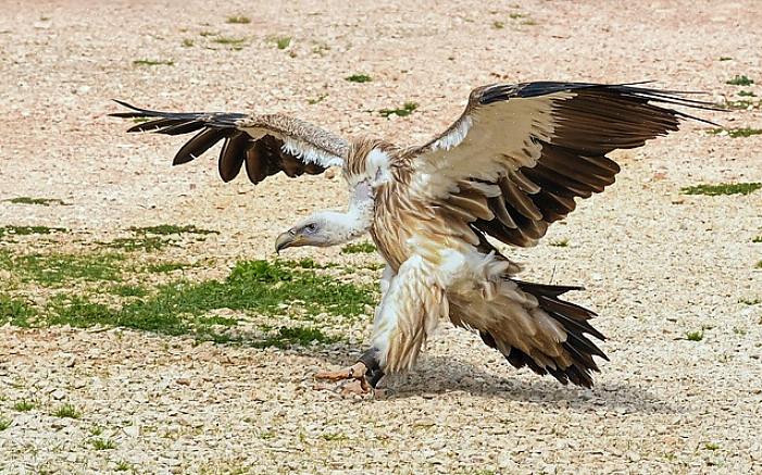 En zelfs vandaag de dag worden de Noord-Europese gieren nog steeds gewoonlijk buizerds
