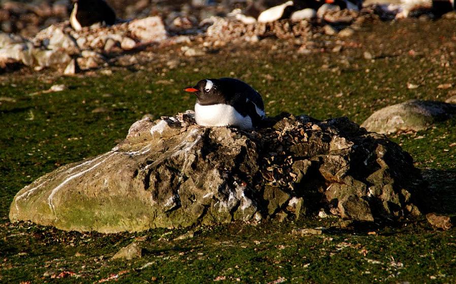 Vogelbaden is essentieel om verstorende vogels