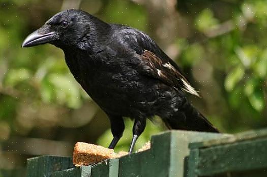 Deze vogels bezoeken werven waar sinaasappels