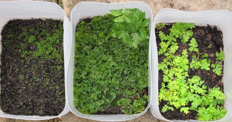 Varenplanten kunnen miljoenen sporen op de grond laten vallen