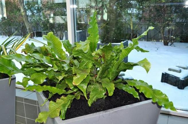 Er zijn echter enkele veelvoorkomende dingen die u moet weten als u varens in uw tuin of huis wilt kweken
