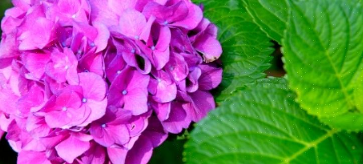 De grootste uitdaging bij het drogen van hortensia's is de timing van het afsnijden van de bloesems