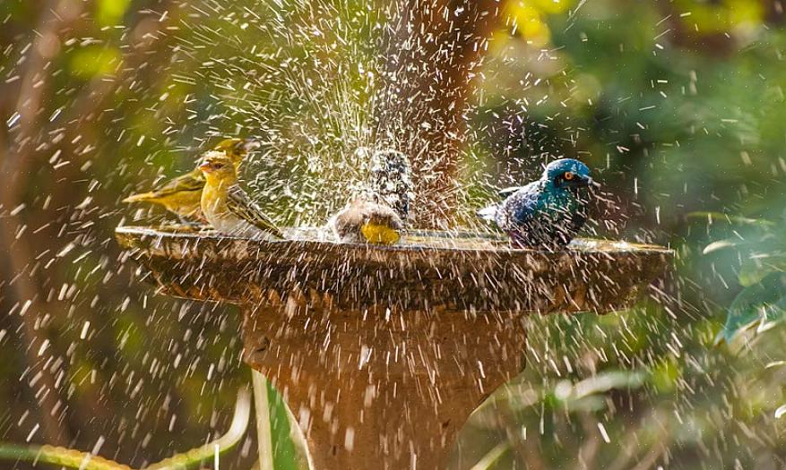 Dan is een stevig verwarmd vogelbad de beste keuze