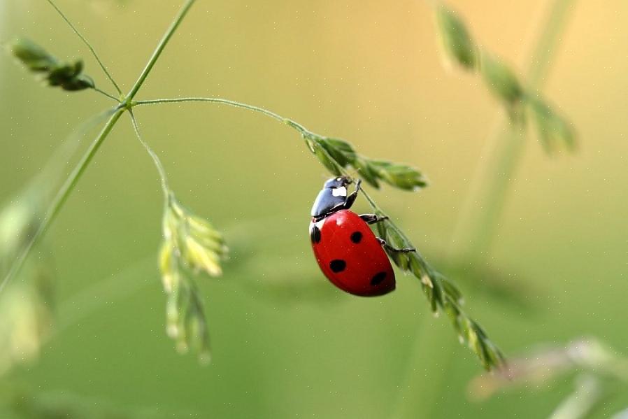 Eten deze lieveheersbeestjes een deel van het ongedierte dat uw planten opeet