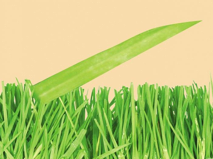 Voorbeelden van grassoorten in het koele seizoen zijn