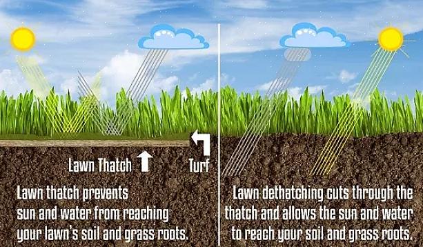 De problemen die het gevolg zijn van een dikke opeenhoping van gazonvilt