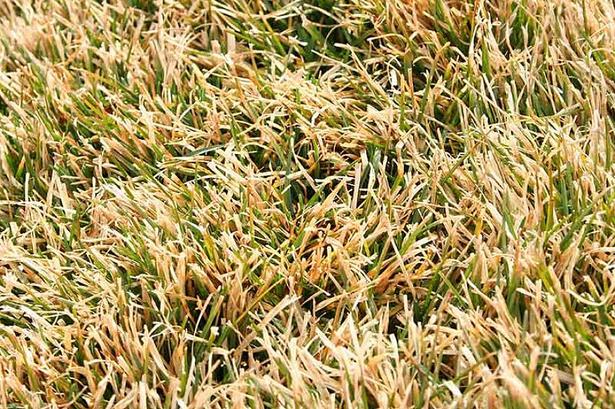 Alle soorten buffelgras worden als droogtetolerant beschouwd