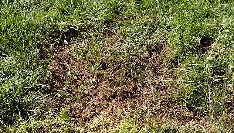 Gebruik een scherpe schop of tuinmes om een stukje graszoden te maaien dat iets groter is dan het kale