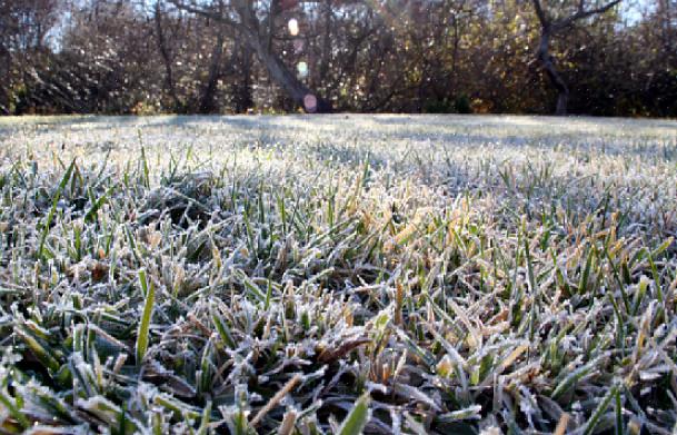 In de meeste delen van het land slaapt gazongras in de winter