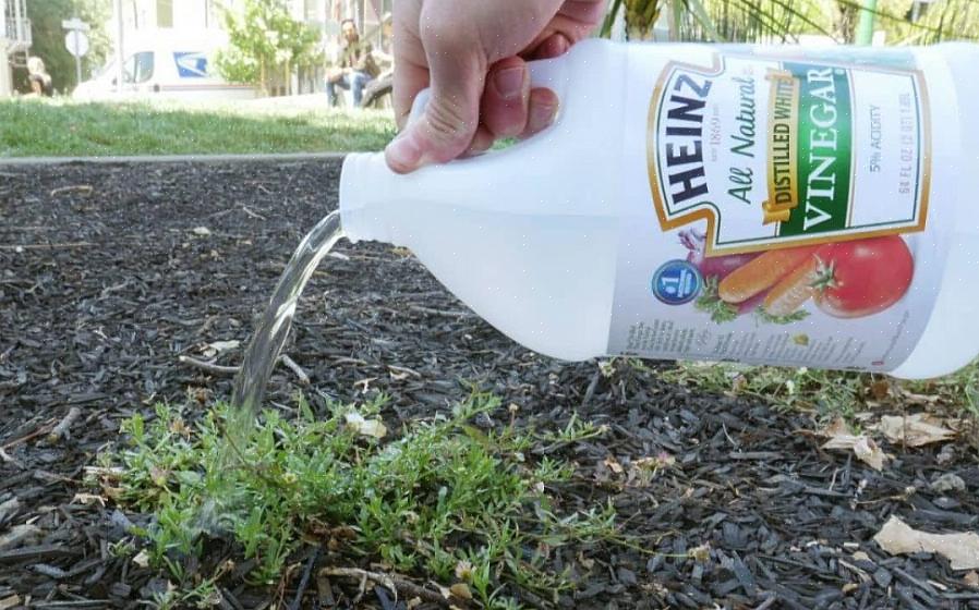 Het basisprincipe achter biologische onkruidbestrijding is dat gezonde grond