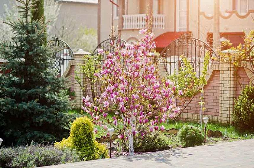 Kunnen verschillende kleinere cultivars maximaal 20 meter hoog worden