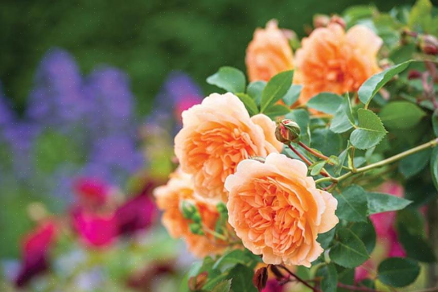 Een hybride plant is het resultaat van kruisbestuiving van twee verschillende plantensoorten
