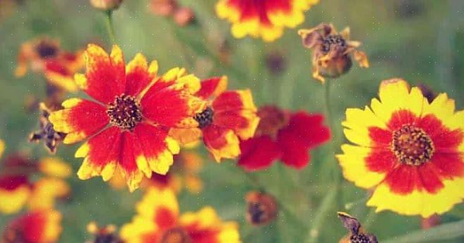 Die de interesse in Coreopsis-planten sterk houden