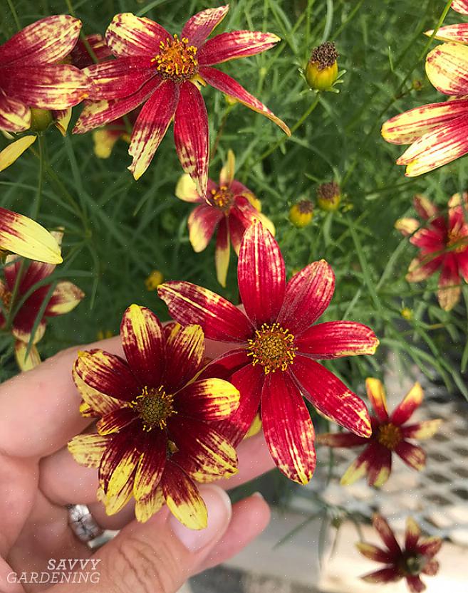 Zelfs eenjarige bloeiende Coreopsis