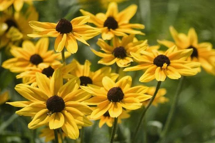 Vaste planten zijn planten die