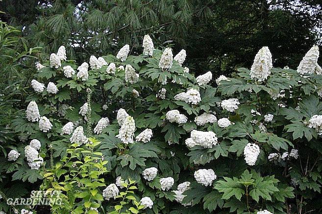 De hoge planten kunnen in de herfst worden teruggeknipt