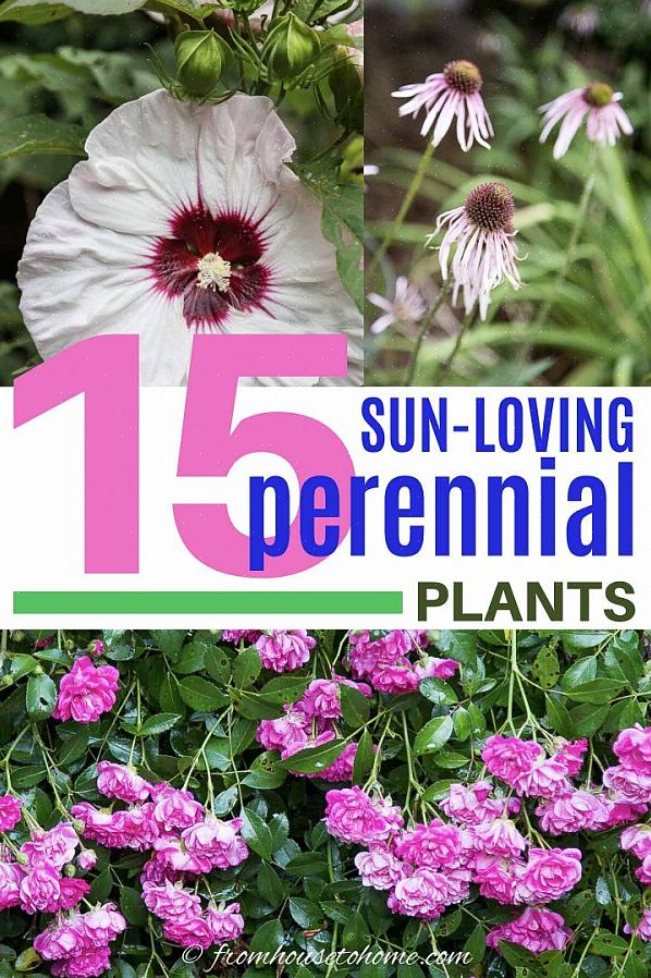 Buddleia davidii 'Potters Purple' (USDA-zones 5-9