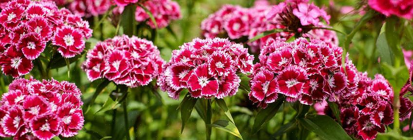 Als u op zoek bent naar planten die gaten in uw tuin opvullen