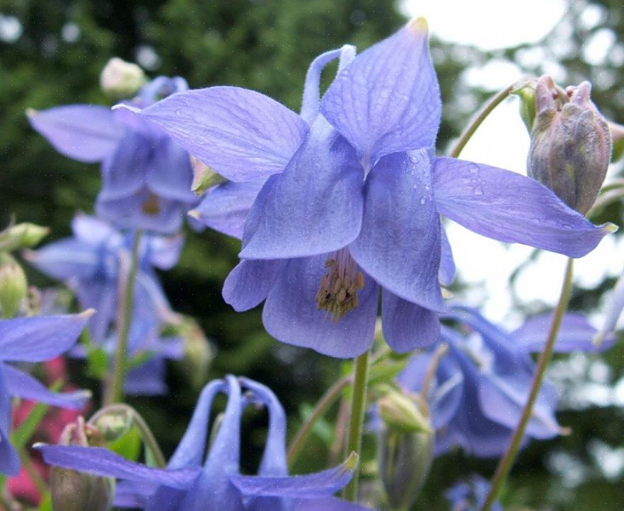 Het is een zeer goedkope manier om veel planten voor uw tuin te krijgen