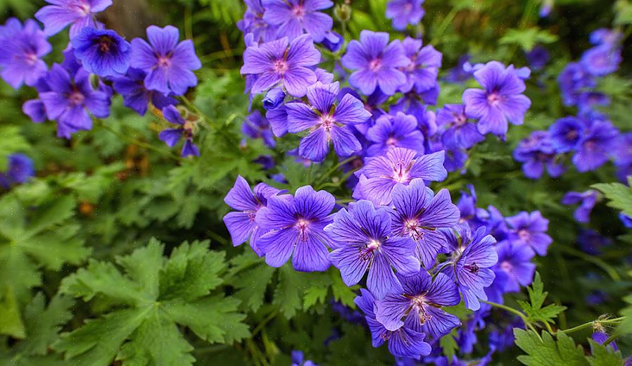 Geranium sanguineum verspreidt zich minder snel dan Geranium endressii
