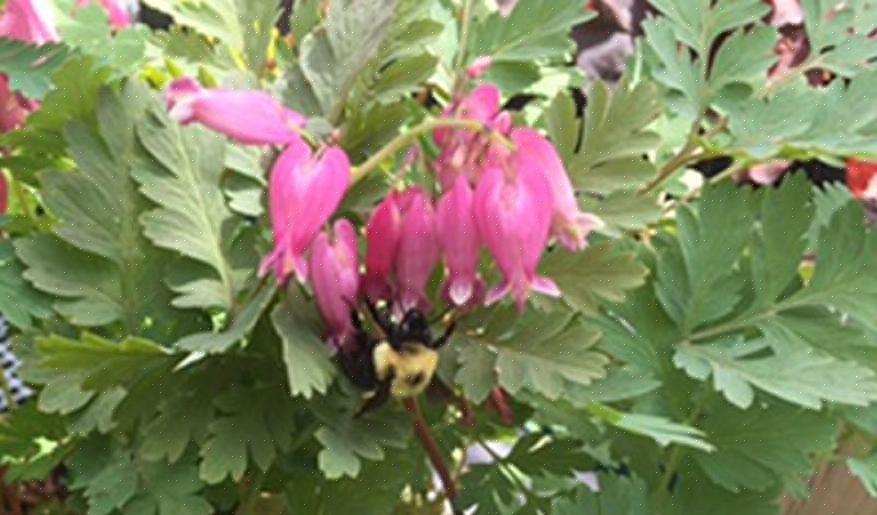 Zijn statige astilbes uitstekende langlevende nectarleveranciers voor half- of schaduwtuinen