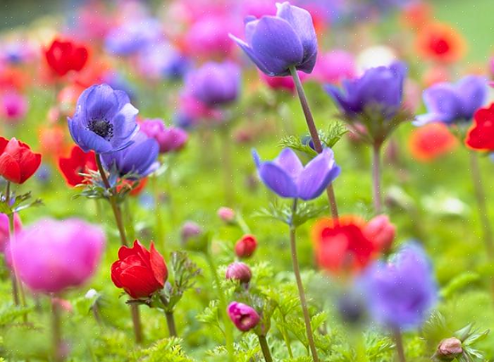Anemoonbloemen zijn al lang een favoriet van bloemisten