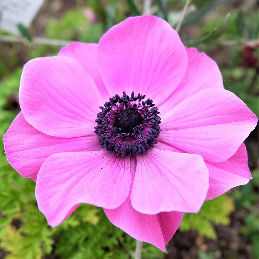 Anemoonvariëteiten voegen elegantie toe aan bloemstukken