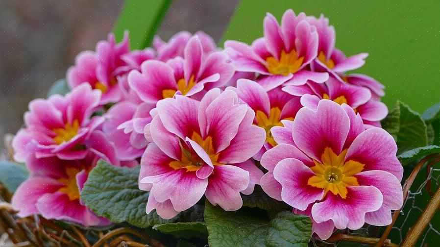 Sleutelbloemen zijn bosbloemen die in levendige kleuren voorkomen die je misschien niet verwacht