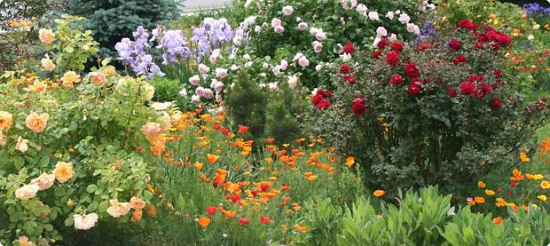 De overvloedige trossen blauwe bloemen overspoelen de rozenbloemen