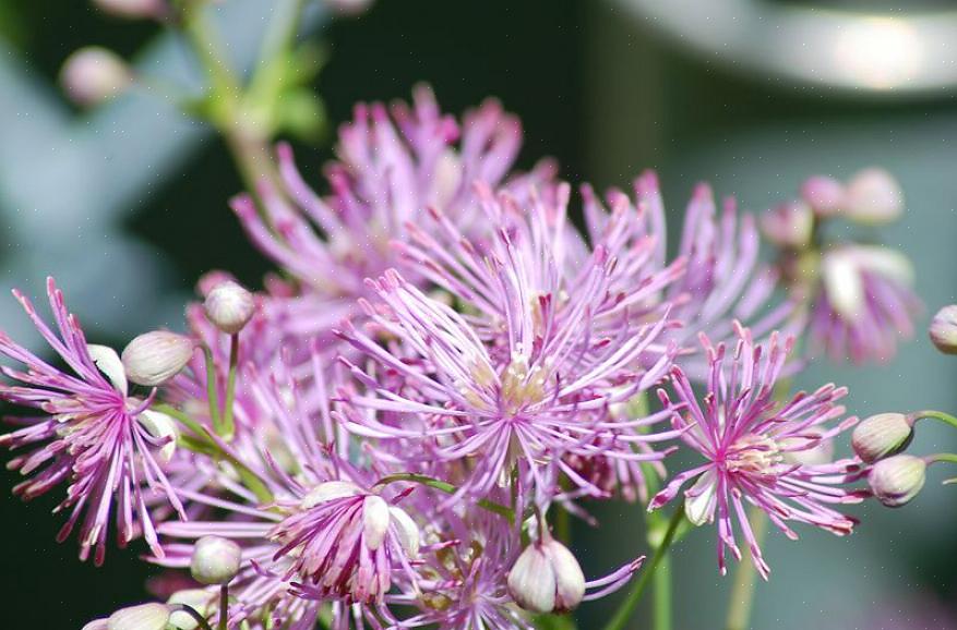 Als u meer advies nodig heeft over winterharde vaste planten
