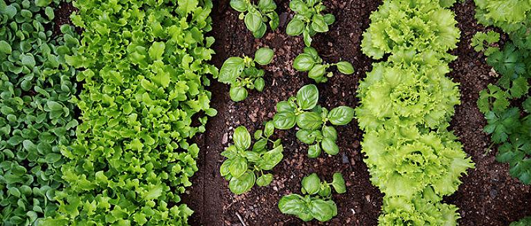 De planten zullen groeien bij warm weer