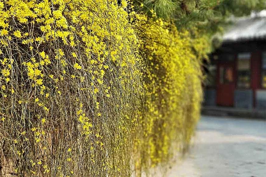 Winterjasmijnplanten komen oorspronkelijk uit China
