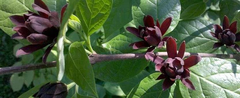 Mogelijk ziet u deze plant met de naam California sweetshrub