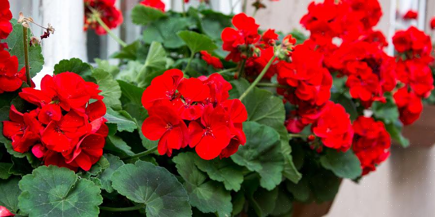 De planten worden vaak gebruikt als spillers in containers