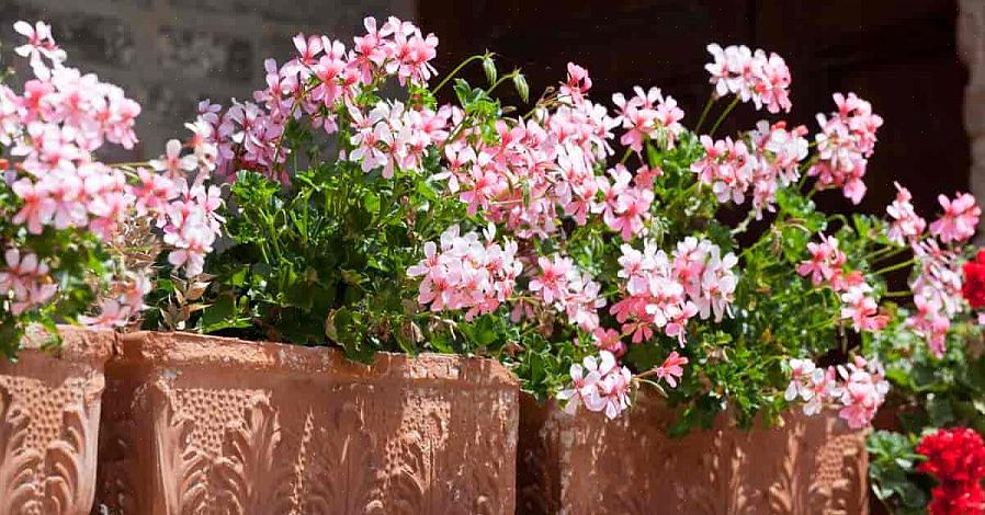 Groeiende zonale geraniums