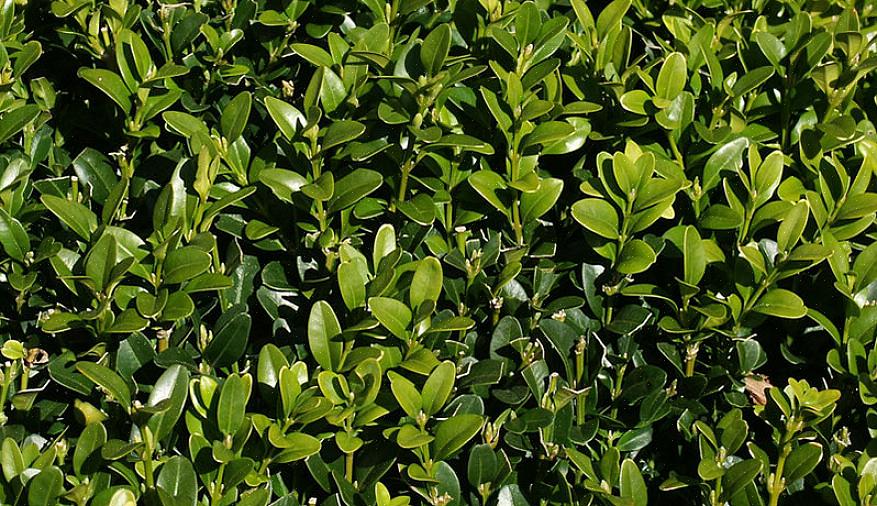 Wintergroene viburnums zijn prachtige breedbladige groenblijvende struiken die voor vier seizoenen