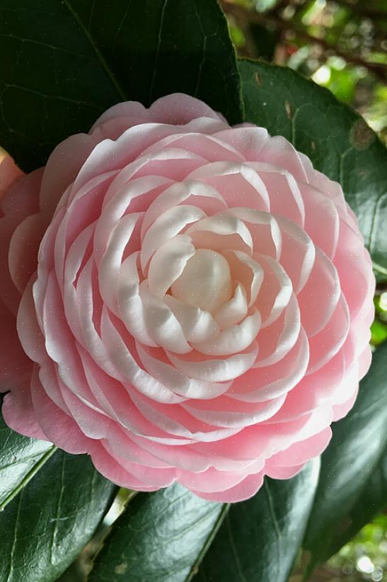 En bloemen kunnen enkel of dubbel zijn