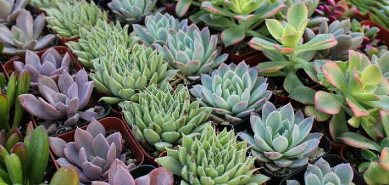 Als groep omvatten vetplanten enkele van de meest bekende planten