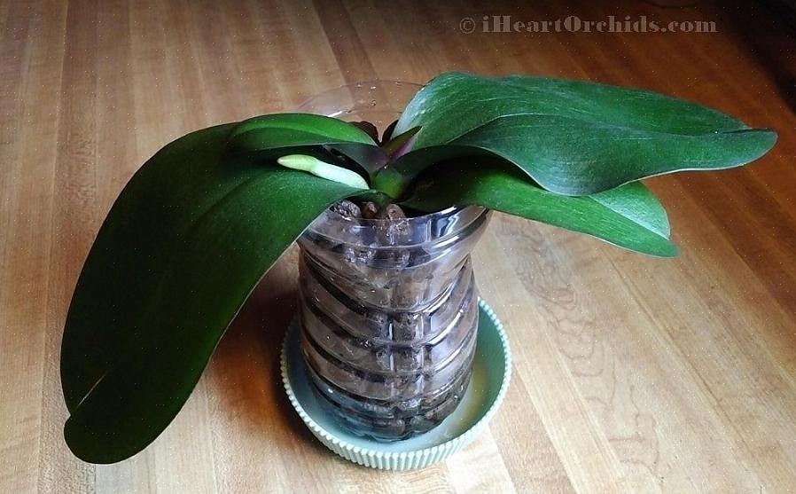 Kunt u het beste planten kopen die niet in bloei staan