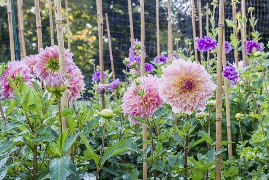 Dahlia's zijn bloemen uit het midden tot laat in het seizoen die in een breed scala aan kleuren