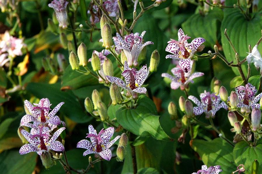 Draagt gouden klokvormige bloemen die eerder bungelen dan rechtop groeien