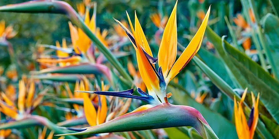 Strelitzia reginae (de oranje paradijsvogel)