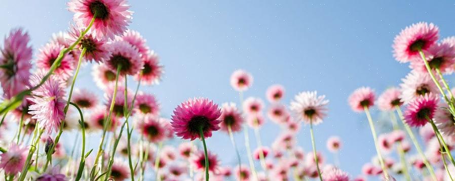 Groeien planten in het geslacht Celosia als eenjarige warm weer in alle groeizones