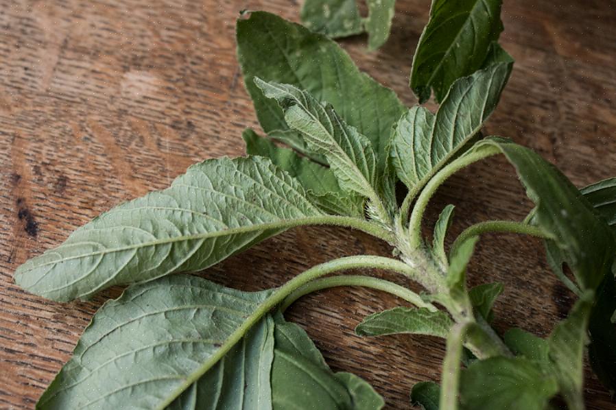 Je zult grotere planten willen kweken die speciaal voor hun zaden zijn gekweekt als je de amarantkorrel wilt