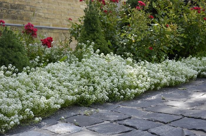 Witte bloemen halen het giswerk uit een tuinontwerp