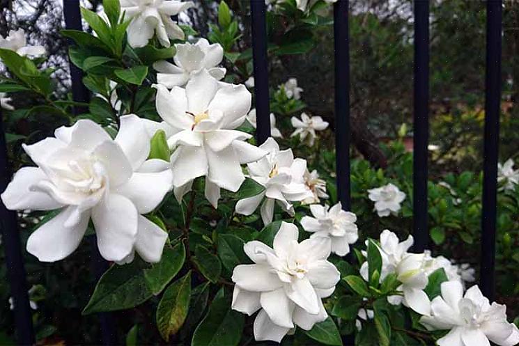 Witte bloemen voor geur